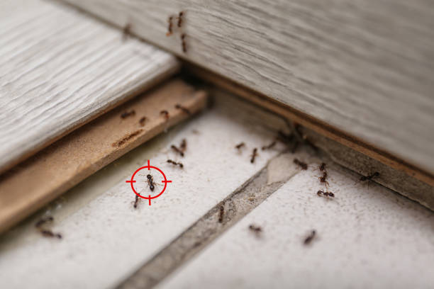 Best Wasp Removal Services  in Logan, NM
