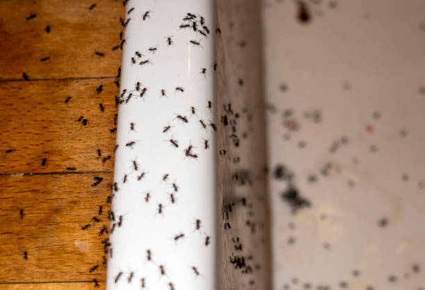 Best Ant Control Services  in Logan, NM