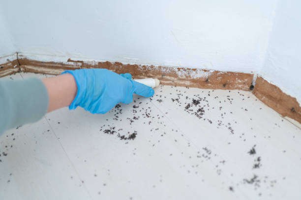 Best Insect Control  in Logan, NM